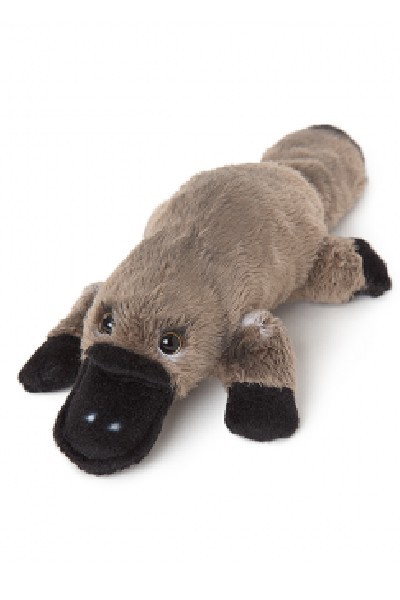 platypus teddy