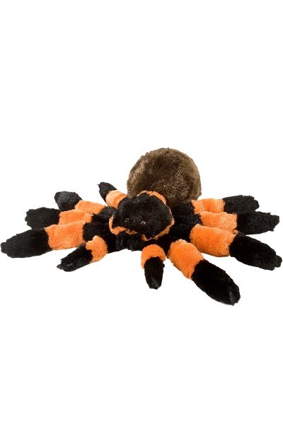 teddy spider