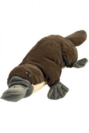 platypus teddy